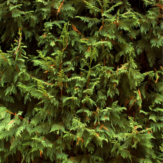 Cyprès de leyland - cupressocyparis leylandii 100cm en pot