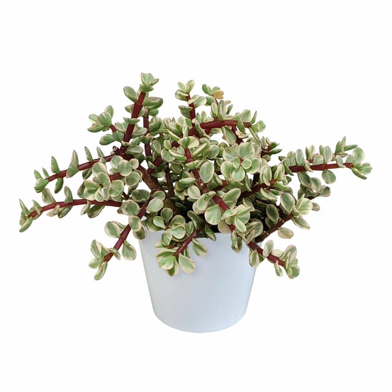 Portulacaria afra panachée