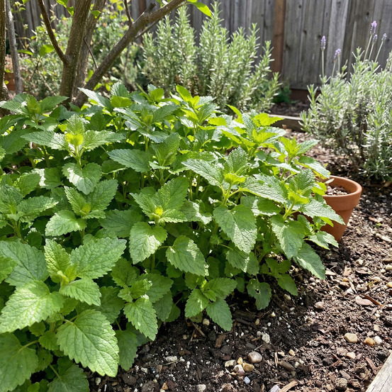 Lot de 6 - melissa officinalis - mélisse - h. 10-20 cm - p. Ø 9 cm