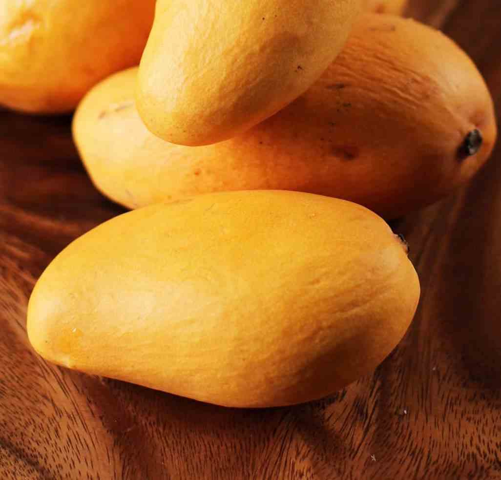 Manguier   mangifera indica var.ataulfo taille pot de 7 litres ? 80/100 cm -   jaune