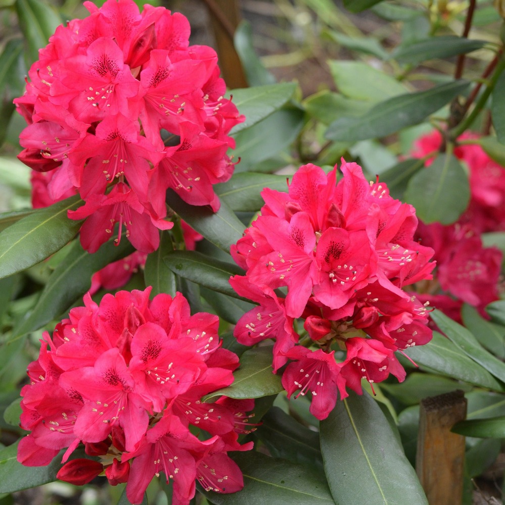Rhododendron nova zembla - le pot / 3l / hauteur livrée 30-40cm