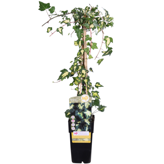 Hedera helix 'goldheart' - h65 cm - ø15 cm