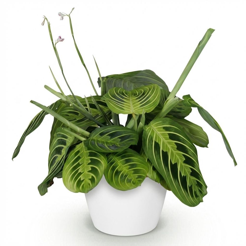 Maranta fascinator lemon lime - pet-friendly - plante de prière - pot de 12cm - hauteur 25-35cm