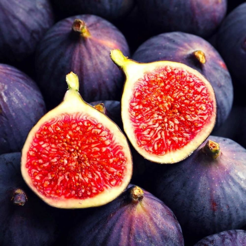 Figuier Ronde de Bordeaux