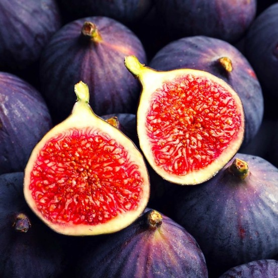 Figuier Ronde de Bordeaux