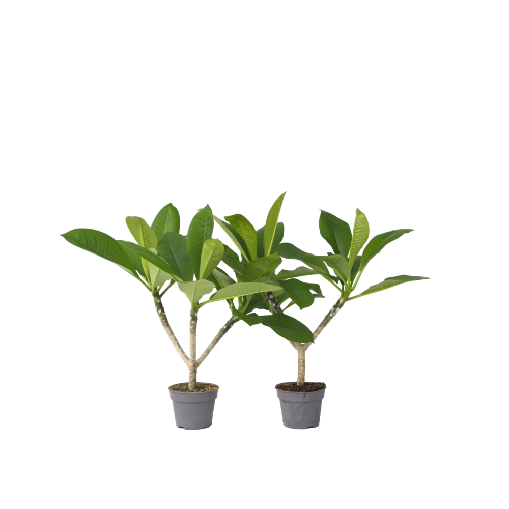 Frangipanier - set de 2 - plumeria rubra 'hawaii' - hauteur 45-55cm - ⌀17cm