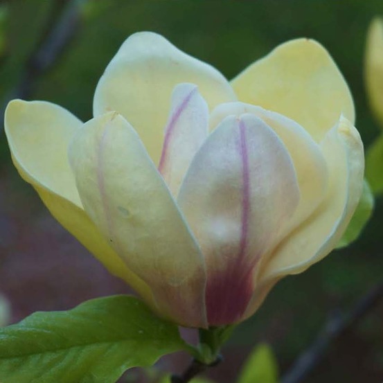 Magnolia 'sunsation' pot de 3l/4l