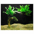 Plante aquatique : Microsorium Pteropus Windelov sur bonsai résine M