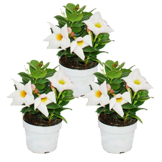 Dipladenia - jasmin du chili - pot 9cm - set de 3 plantes - blanc