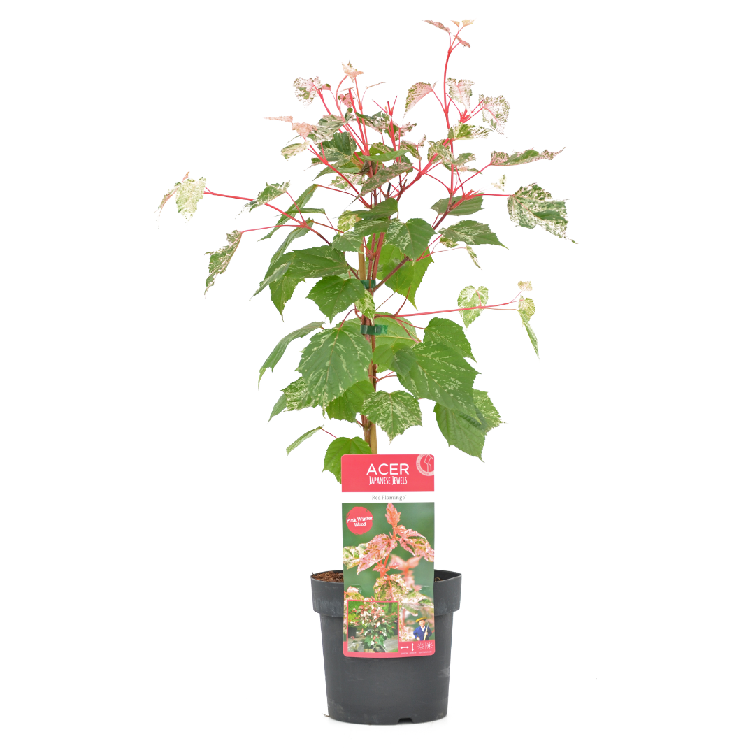 Acer conspicuum 'red flamingo' - erable japonais - rustique - erable à peau de serpent - pot 19cm - hauteur 50-60cm