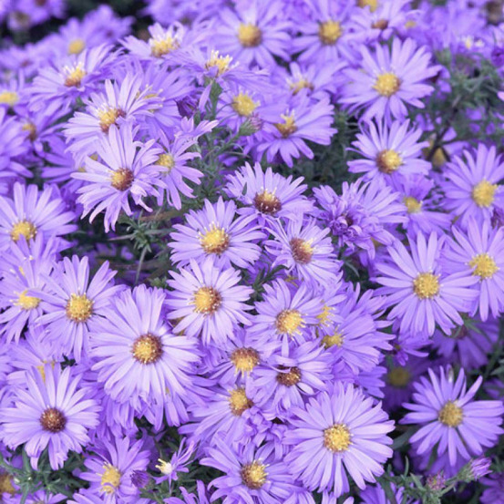 Aster d'automne lady in blue, aster dumosus godet - 5/20 cm