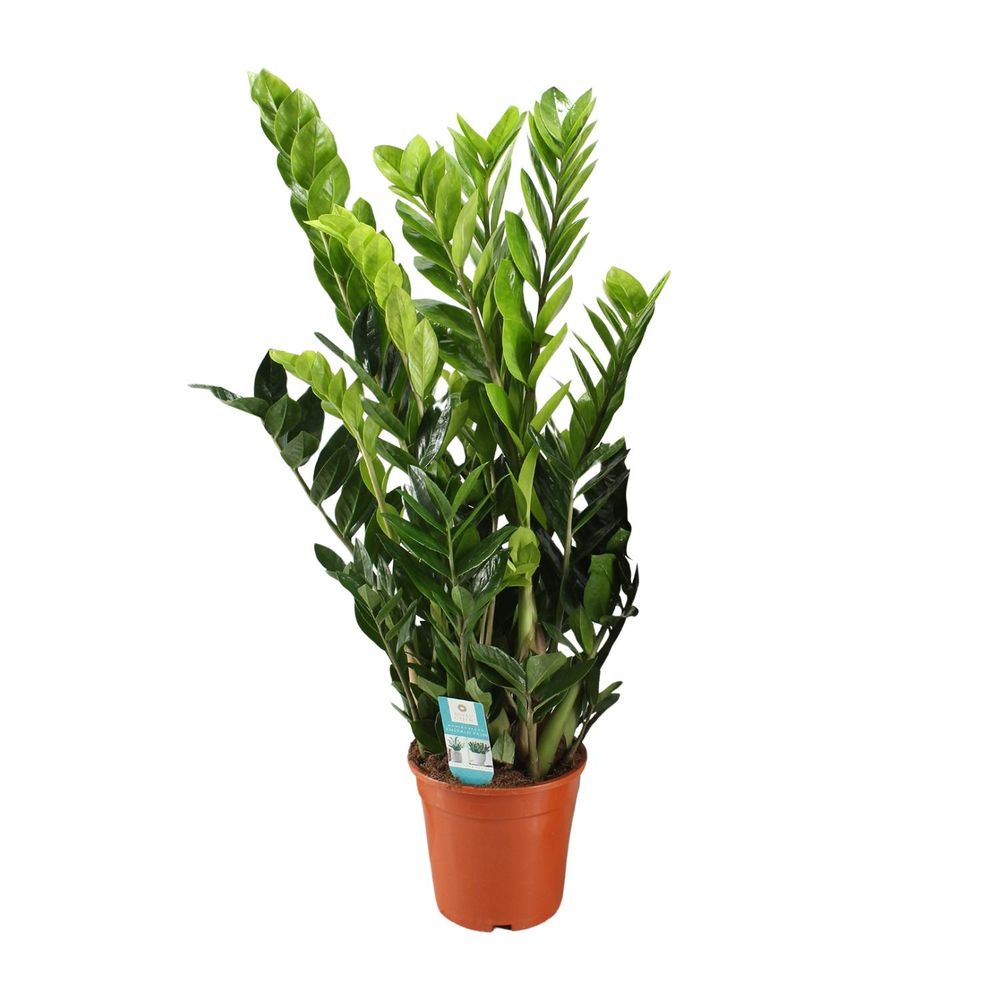 Zamioculcas zamiifolia - ø21cm - ↕95cm - plantes d'intérieur