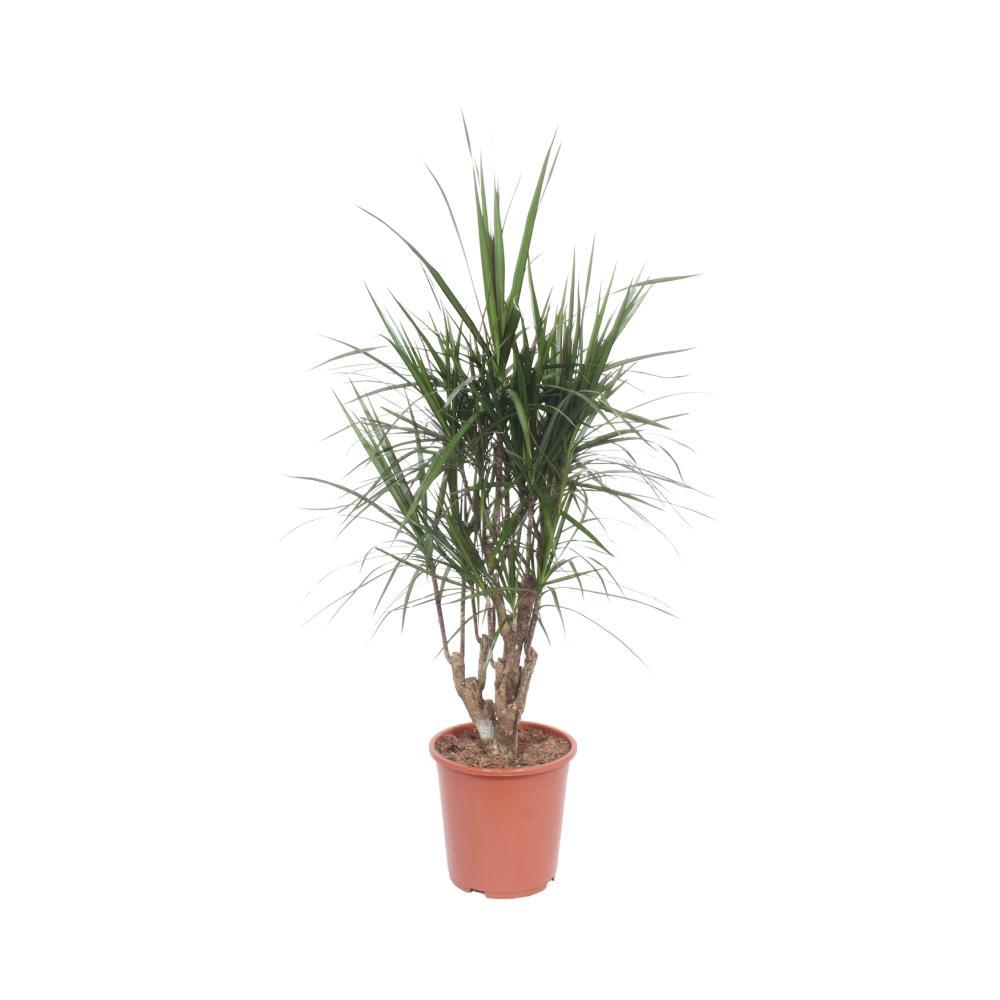 Plante d'intérieur - dracaena marginata 130.0cm