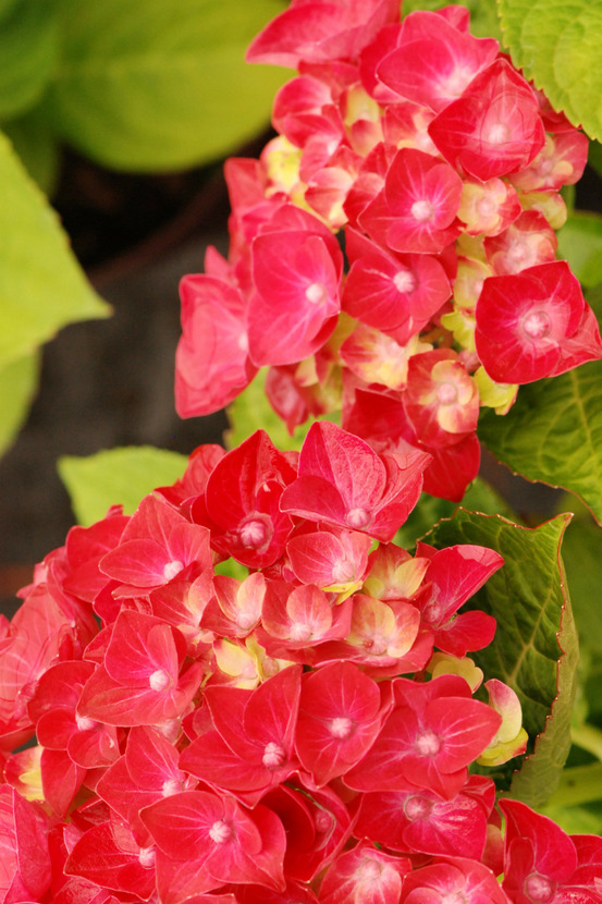 Hortensia rembrandt ? 'rosso glory' - en pot de 5 litres
