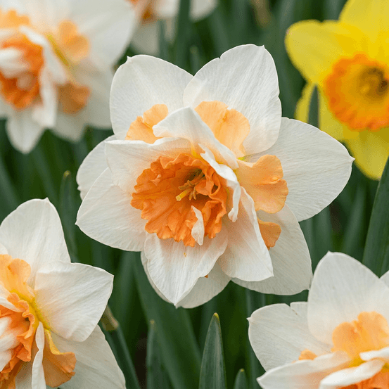 Narcisse 'replete' (narcissus) - floraison printanière - calibre 10/12 - 20 bulbes