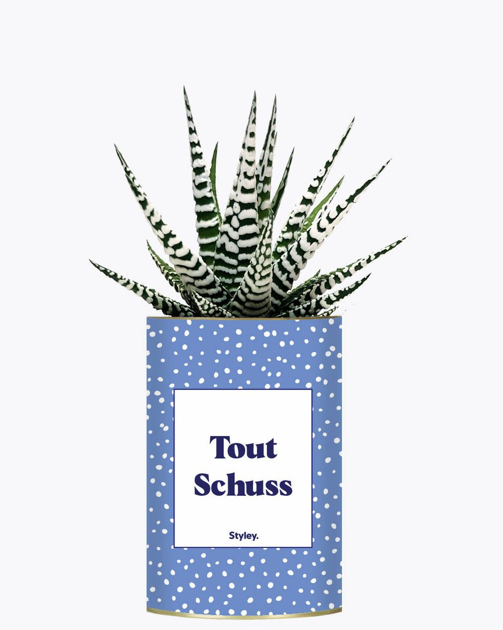 Plante facile à entretenir - tout schuss - cactus