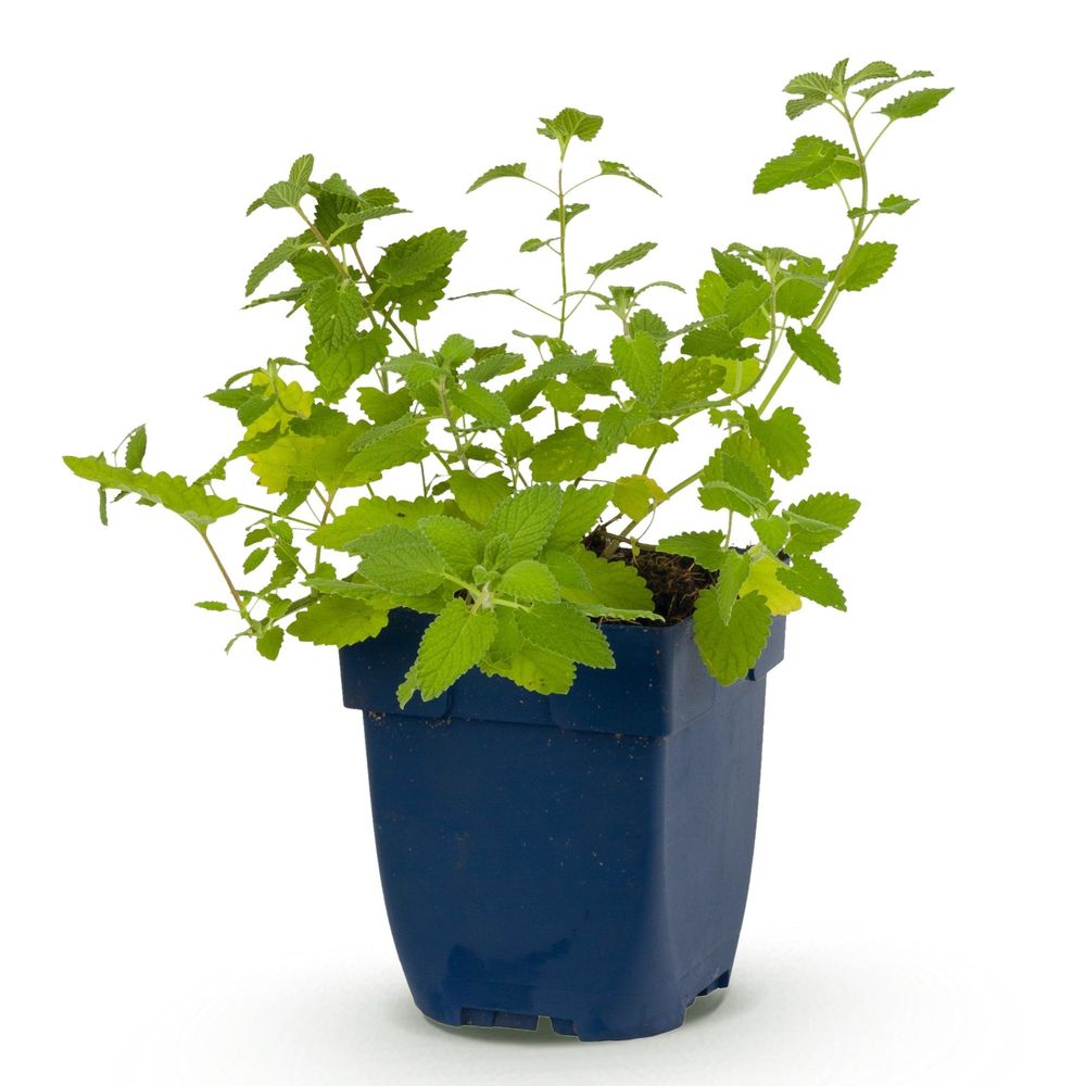 Népéta 'six hills giant' - pot 11 cm - hauteur 25 cm - plante d'extérieur