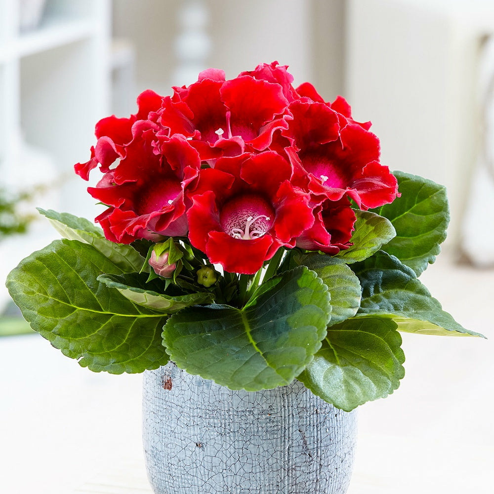 Gloxinia des fleuristes rouge - le pot / ø 12cm / hauteur livrée 20-25cm