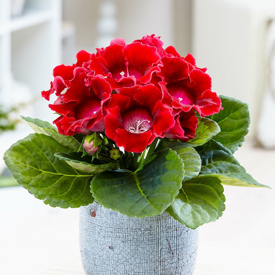 Gloxinia des fleuristes rouge - le pot / ø 12cm / hauteur livrée 20-25cm