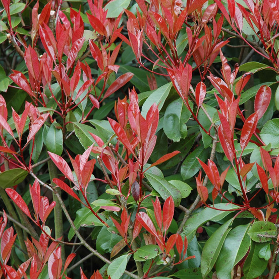 Photinia fraseri 'little red robin'