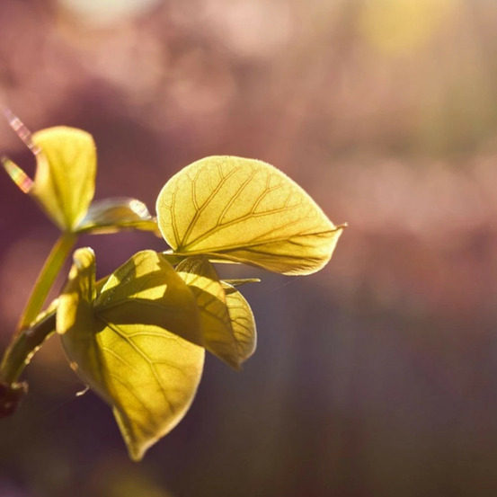 Cercis du canada golden falls® 'nc2015 12', arbre de judée, gainier du canada pot de 30l - baliveau