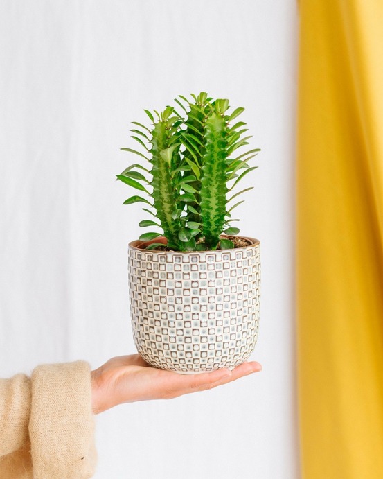 Euphorbia trigona rubra 25cm - plante d'intérieur