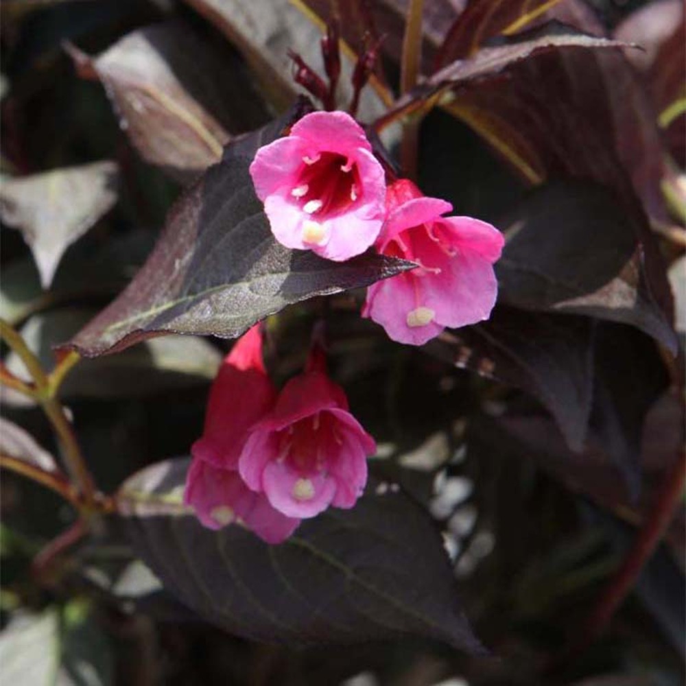 Weigela florida 'alexandra' pot de 4l/5l