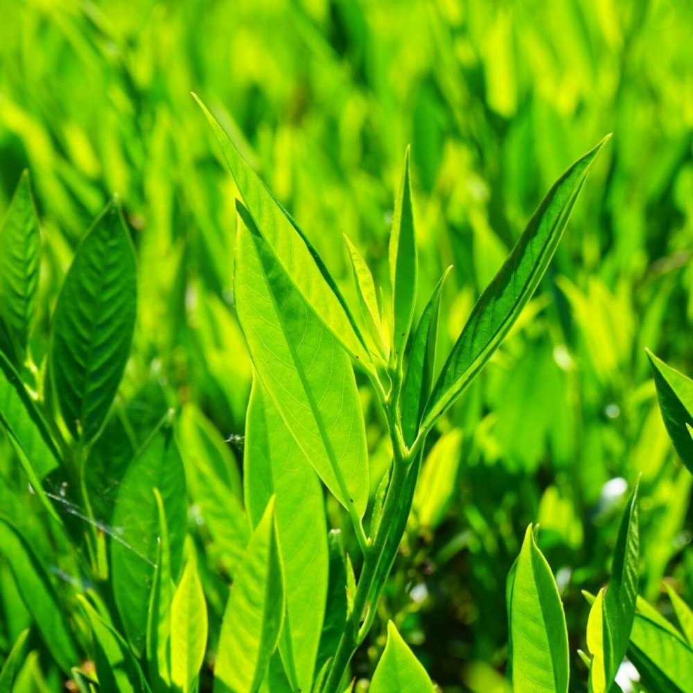 Laurier palme novita, laurier-cerise pot de 4l - 40/60 cm