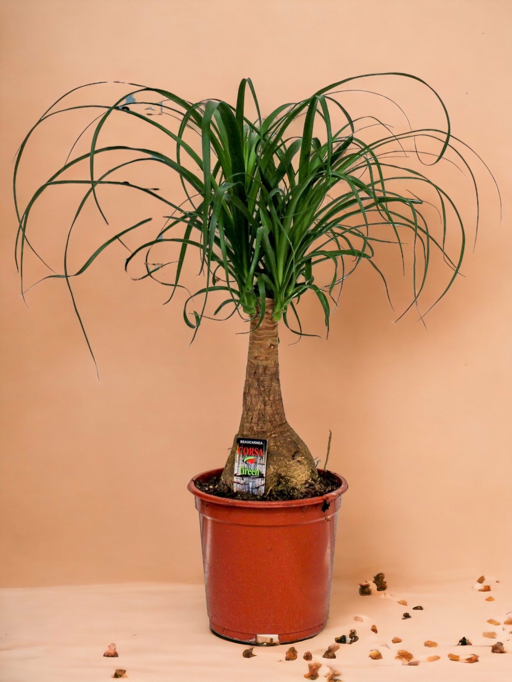 Plante d'intérieur - beaucarnea nolina 60cm