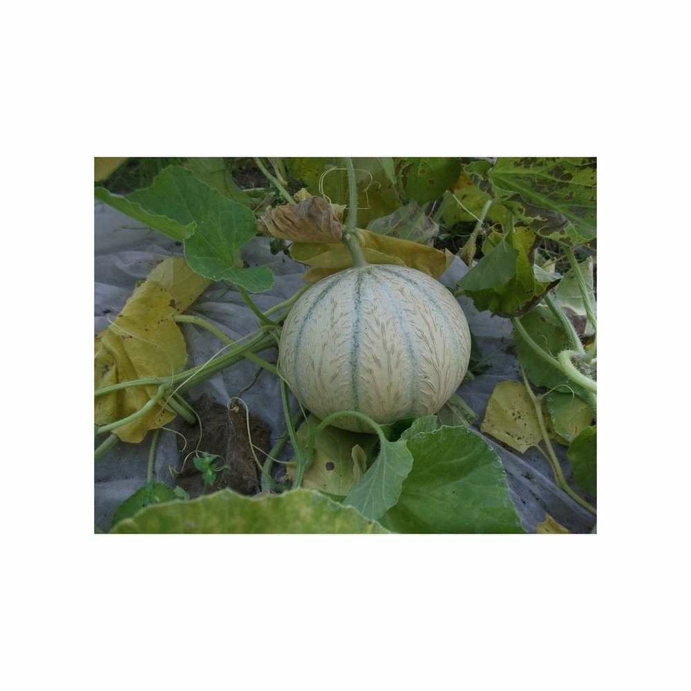 Melon hyb F1 Stellio