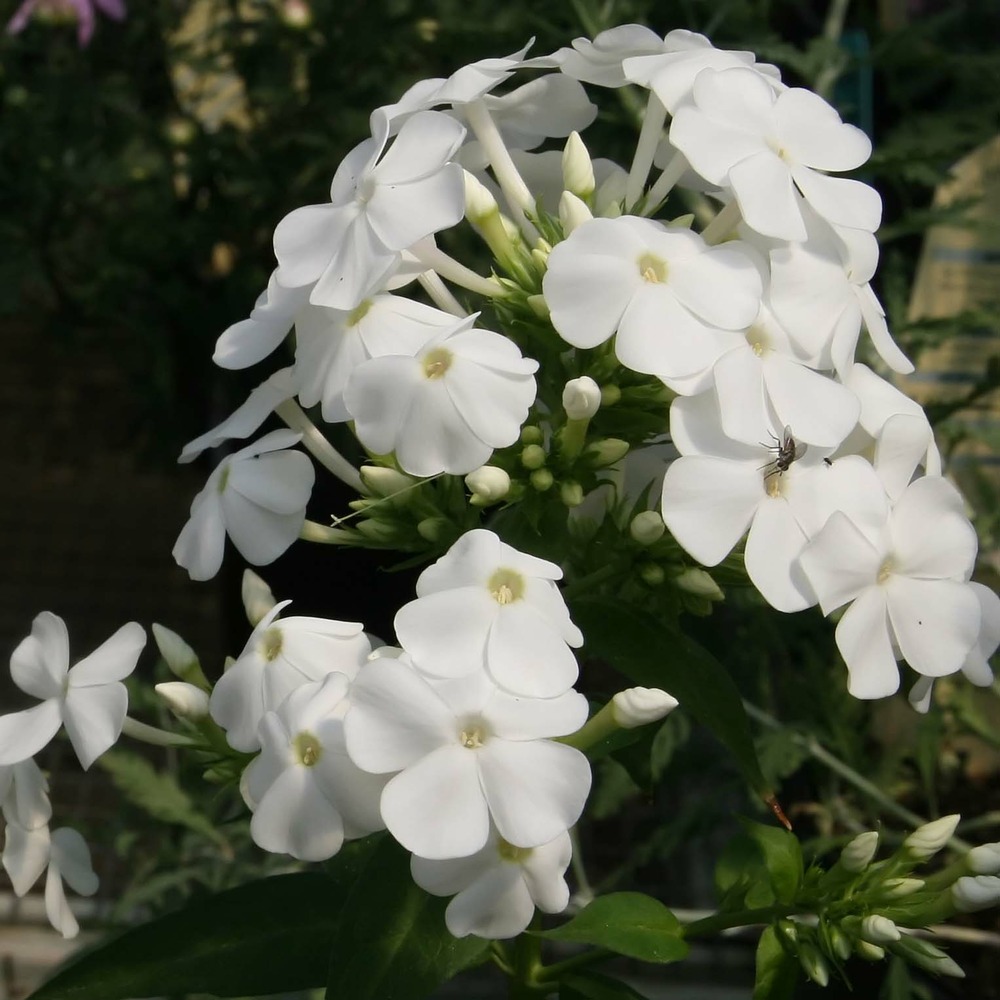 Phlox paniculé 'david' racines nues