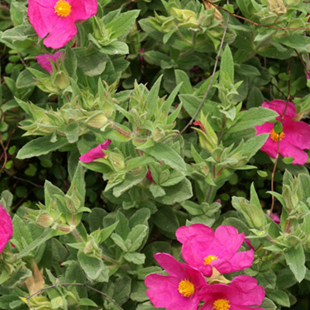 Ciste pulvérulent - le pot / 8cm