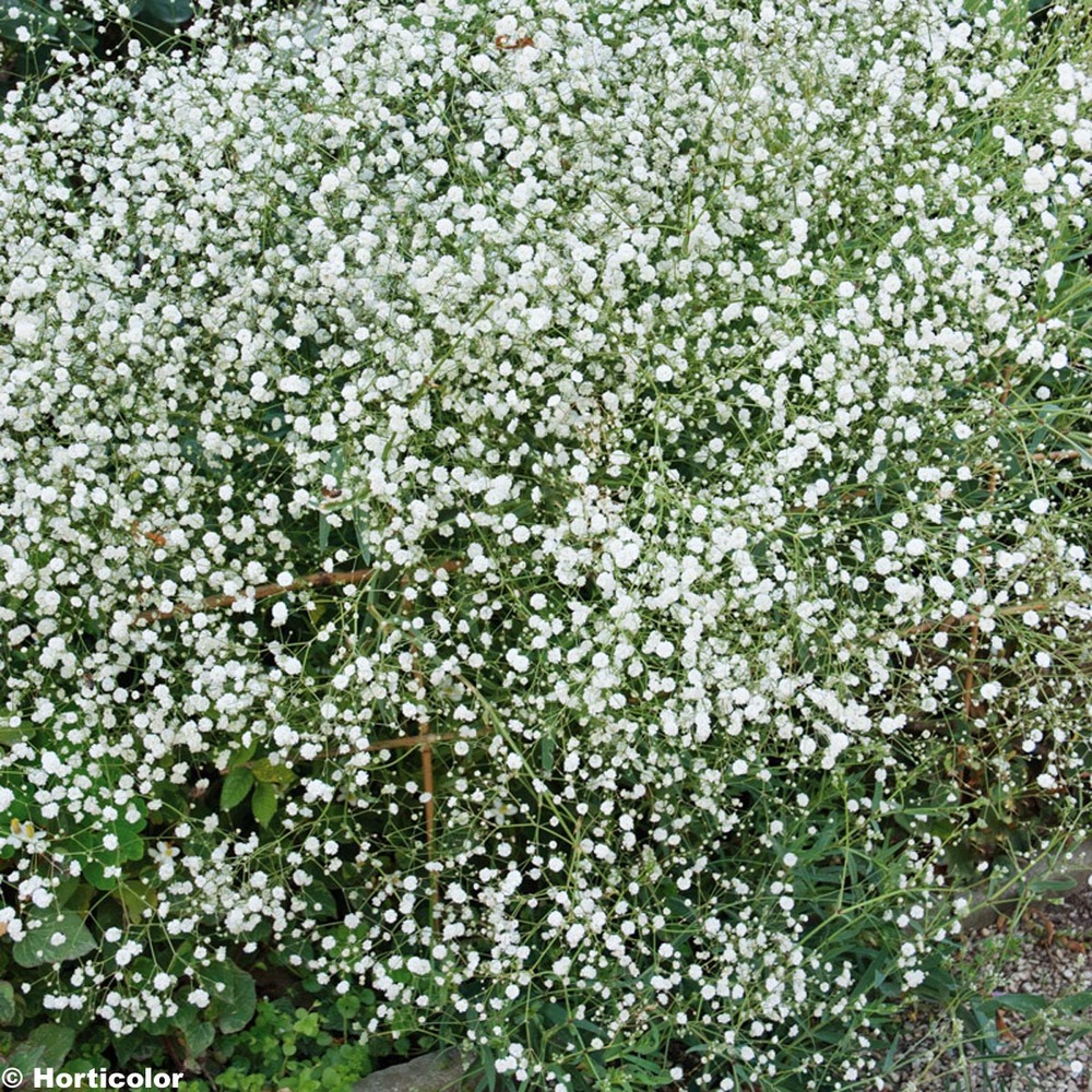 Gypsophile paniculé 'bristol fairy' godet de 8/9 cm