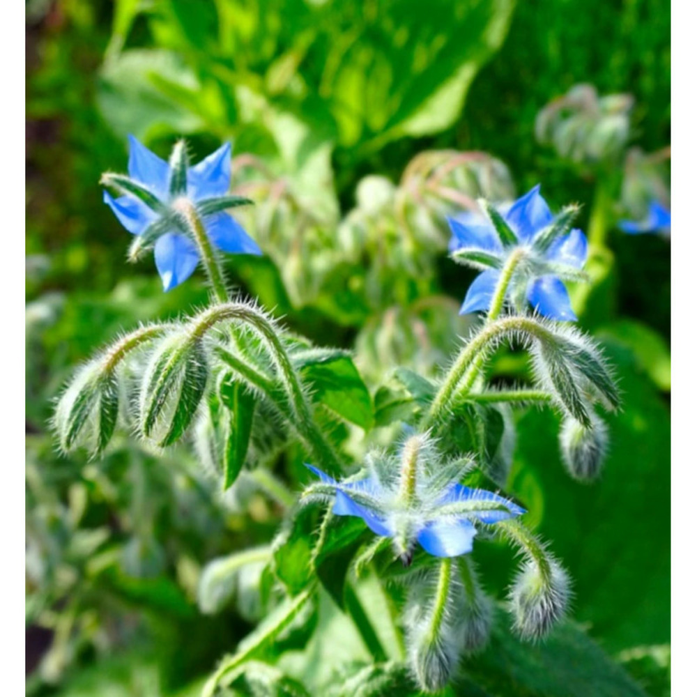 Bourrache officinale - prêt à consommer pot de 1 litre