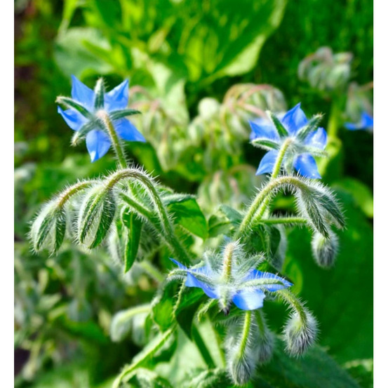 Bourrache officinale - prêt à consommer pot de 1 litre
