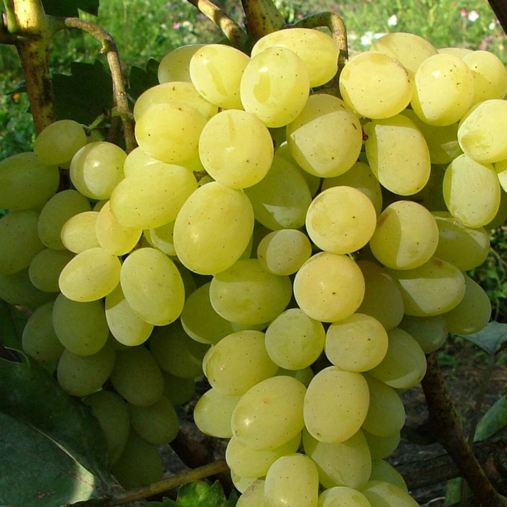 Vigne italia, vigne de table pot de 3l - echelle bambou 60/120 cm