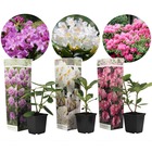 Rhododendron - mélange de 3 - violet, blanc, rose - pot 9cm - hauteur 25-40cm