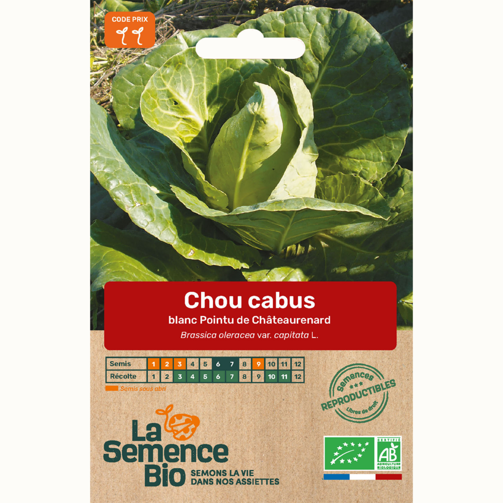 Chou cabus blanc pointu de châteaurenard - graines bio