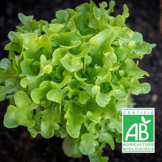 Graines de laitue à couper salad bowl verte - sans traitement - vilmorin sachet