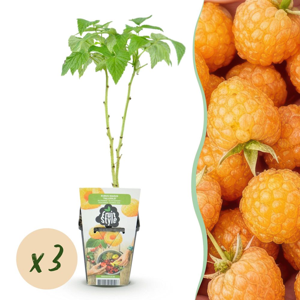 Framboisier 'fallgold' - lot de 3 - pot 9 cm - hauteur 35 cm