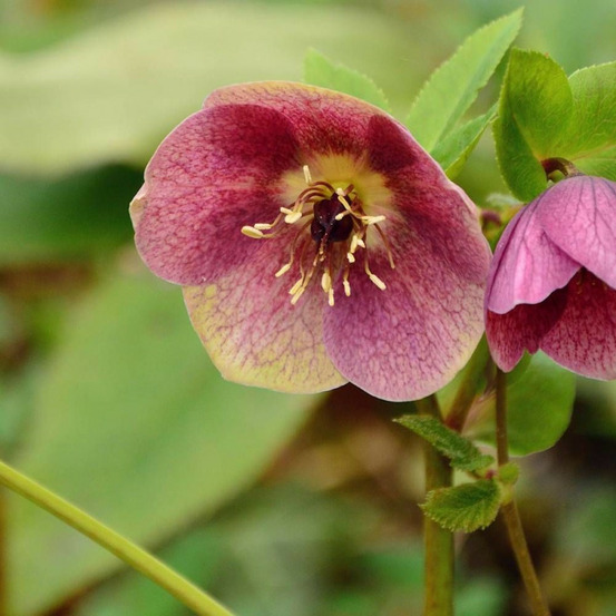 Hellébore orientale red hybrids lot de 3 godets