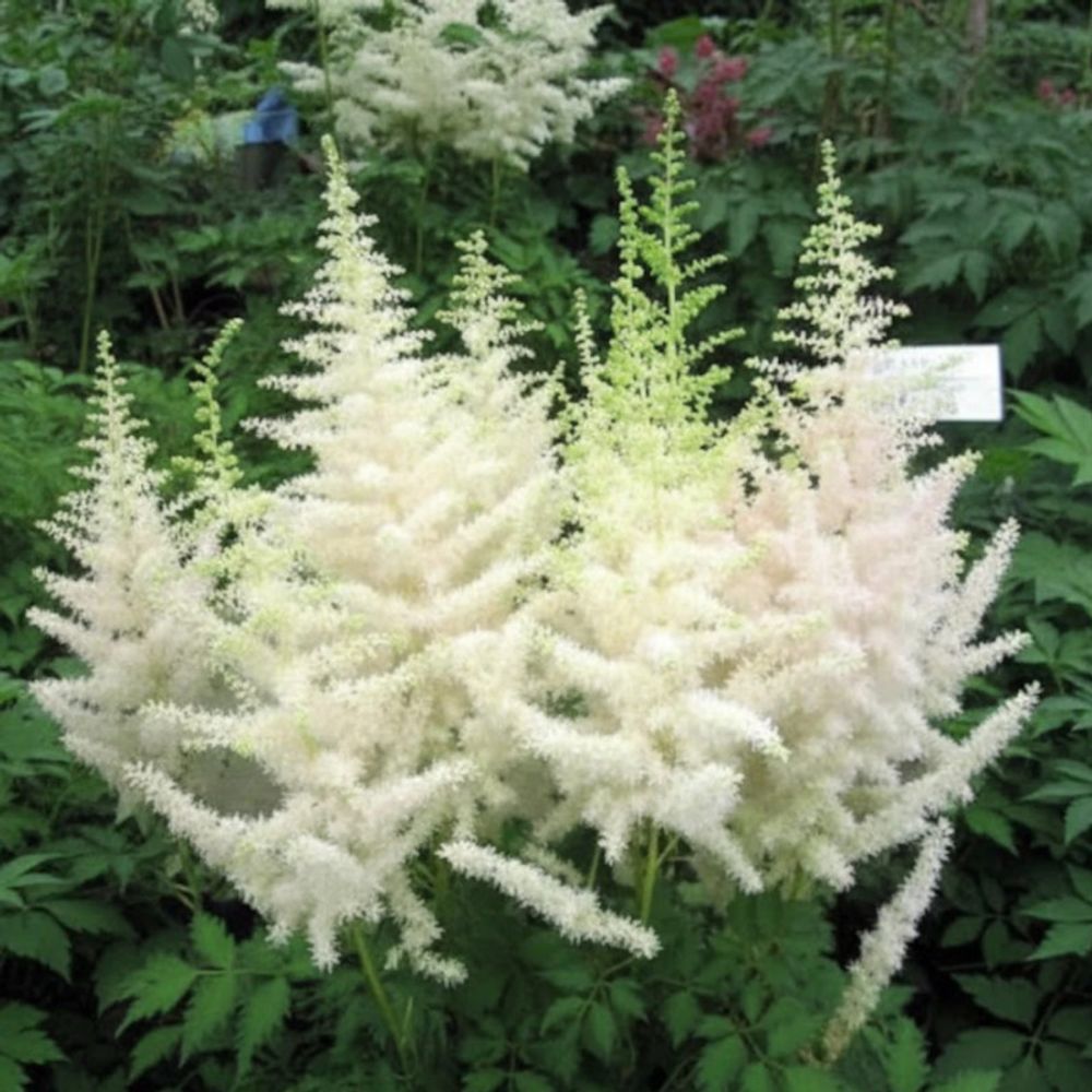 Astilbe d'arends weisse gloria lot de 9 godets