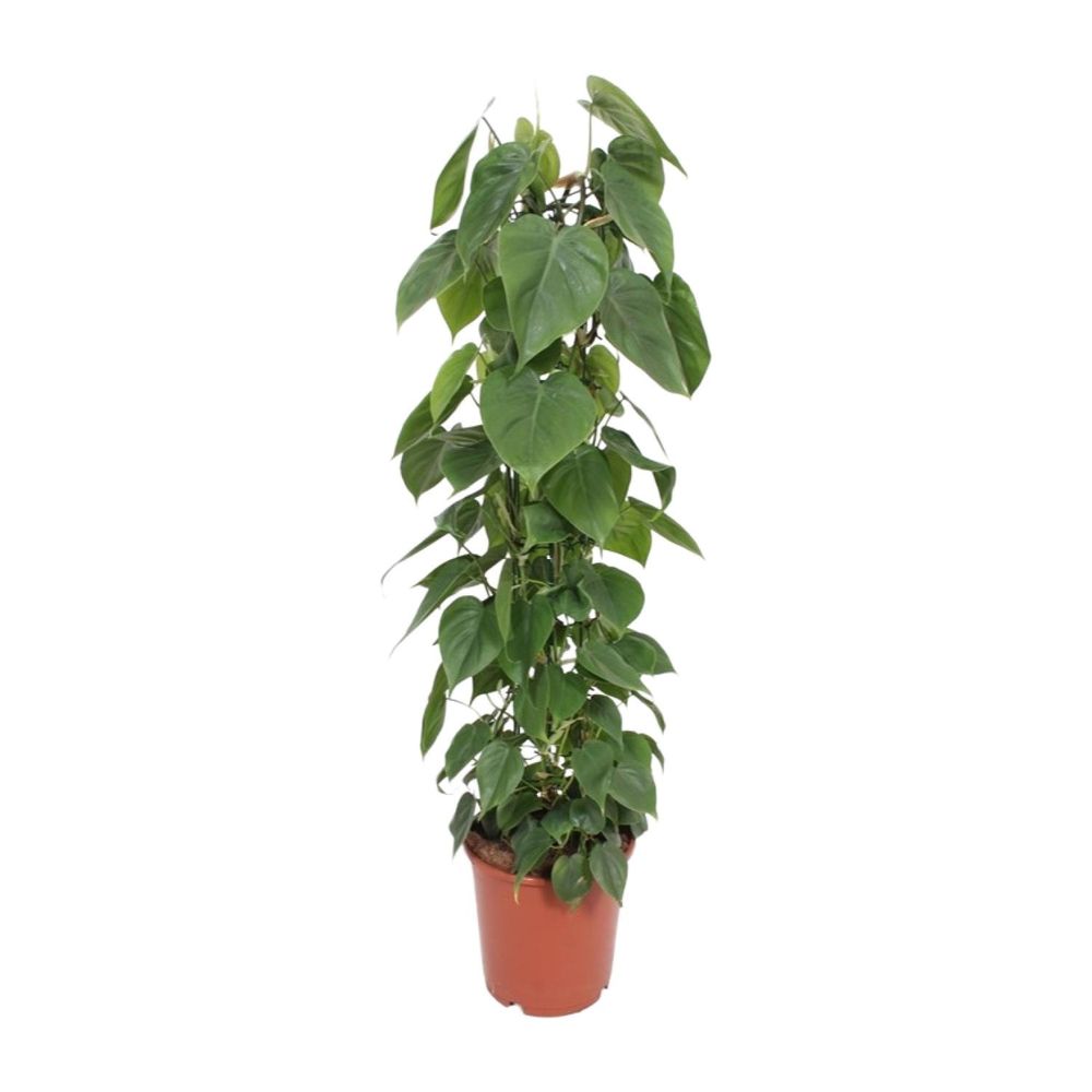 Philodendron scandens - ø24cm - ↕120cm - plantes d'intérieur