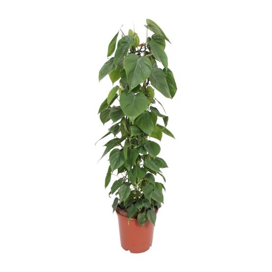 Philodendron scandens - ø24cm - ↕120cm - plantes d'intérieur