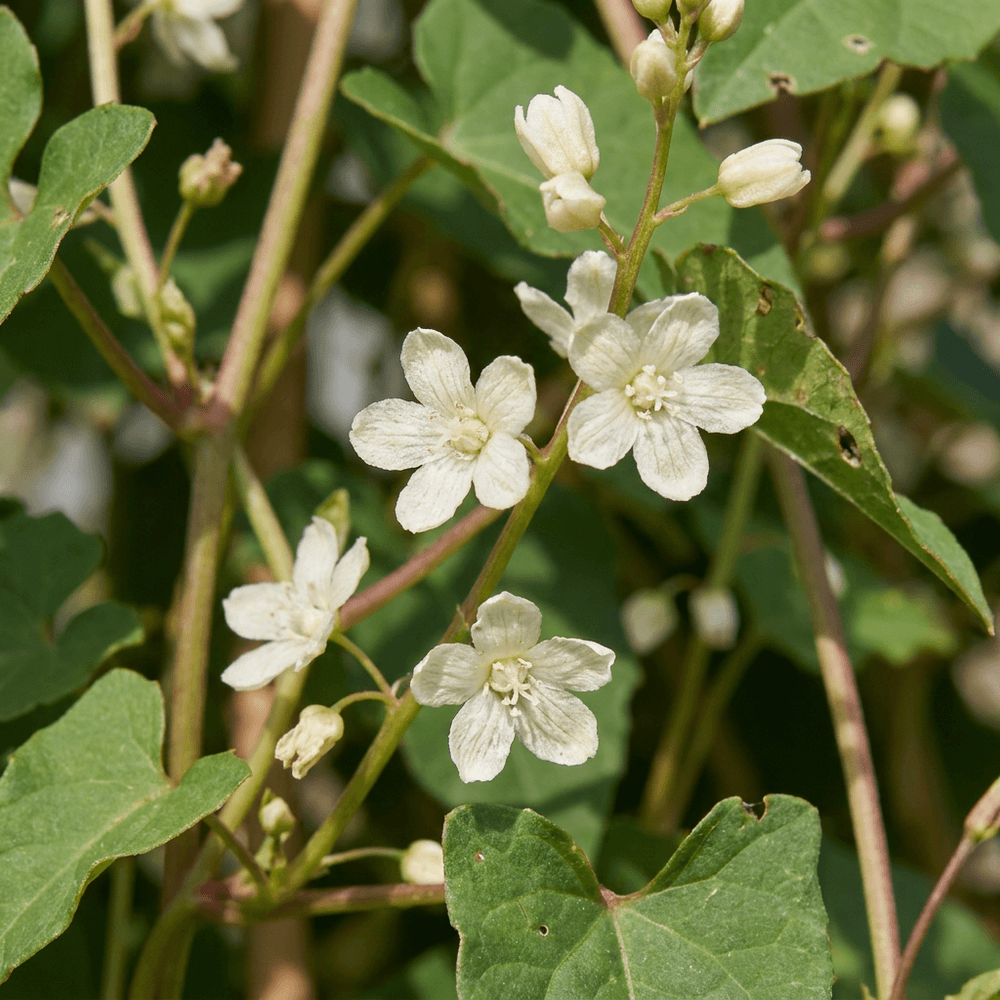Renouée de l'aubère - grimpante fleurie - plante d'extérieur - lot de 4