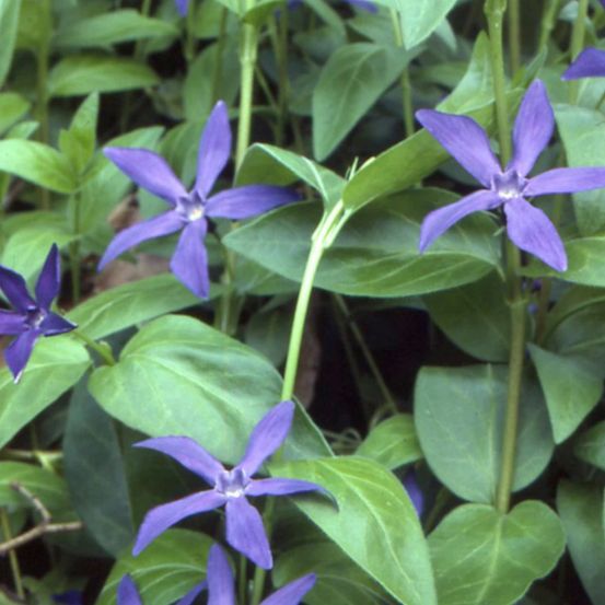 Pervenche major ssp. Hirsuta godet - 5/20 cm