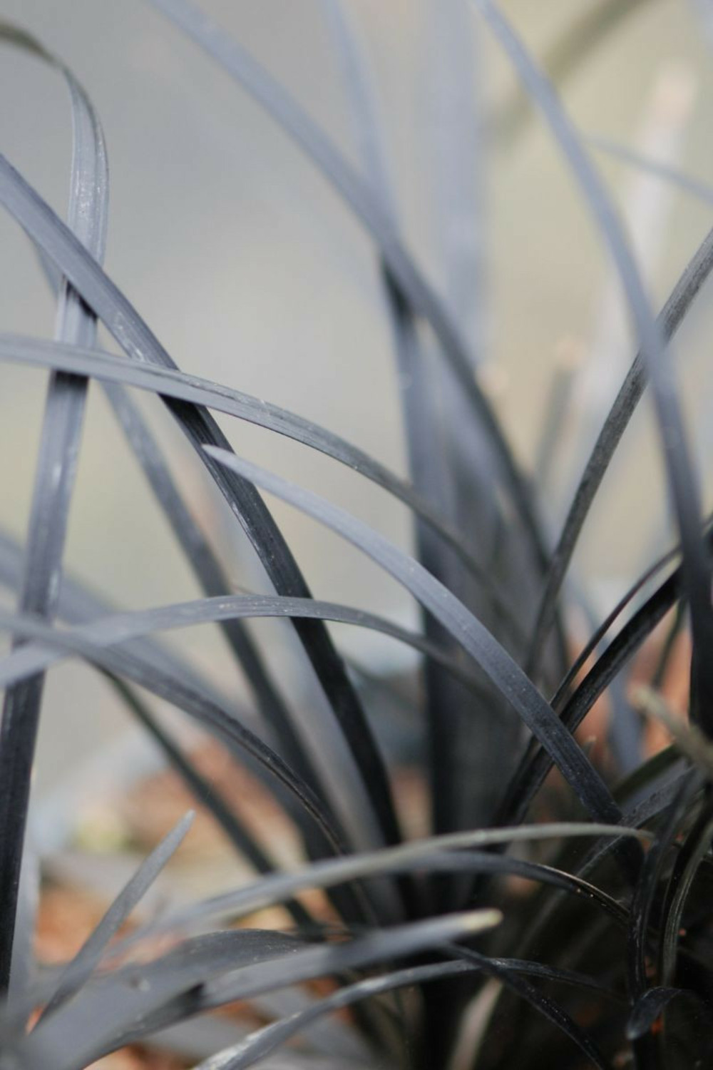 Ophiopogon black dragon' - en pot de 2 litres