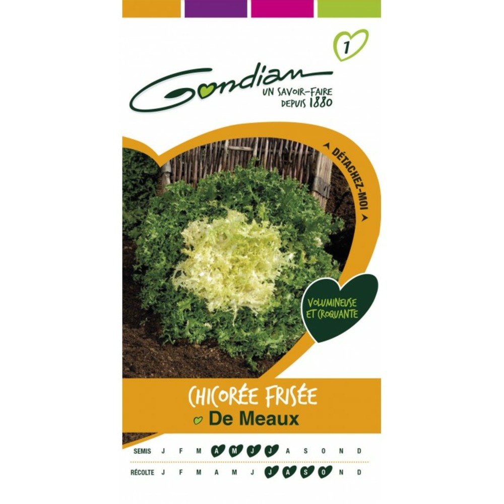 Chicorée frisée de meaux