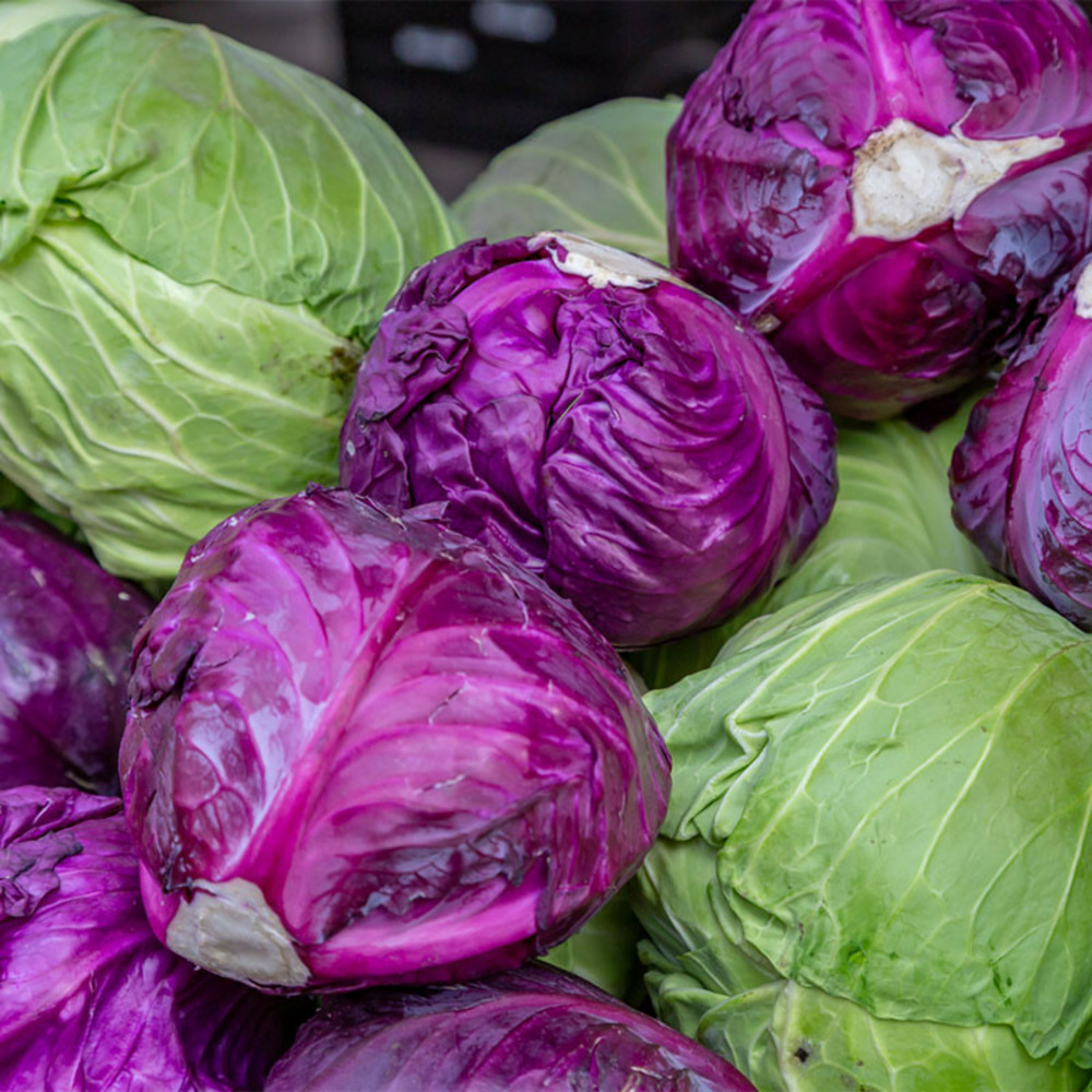 3 plants choux rouge fuego f1 motte 7 cm