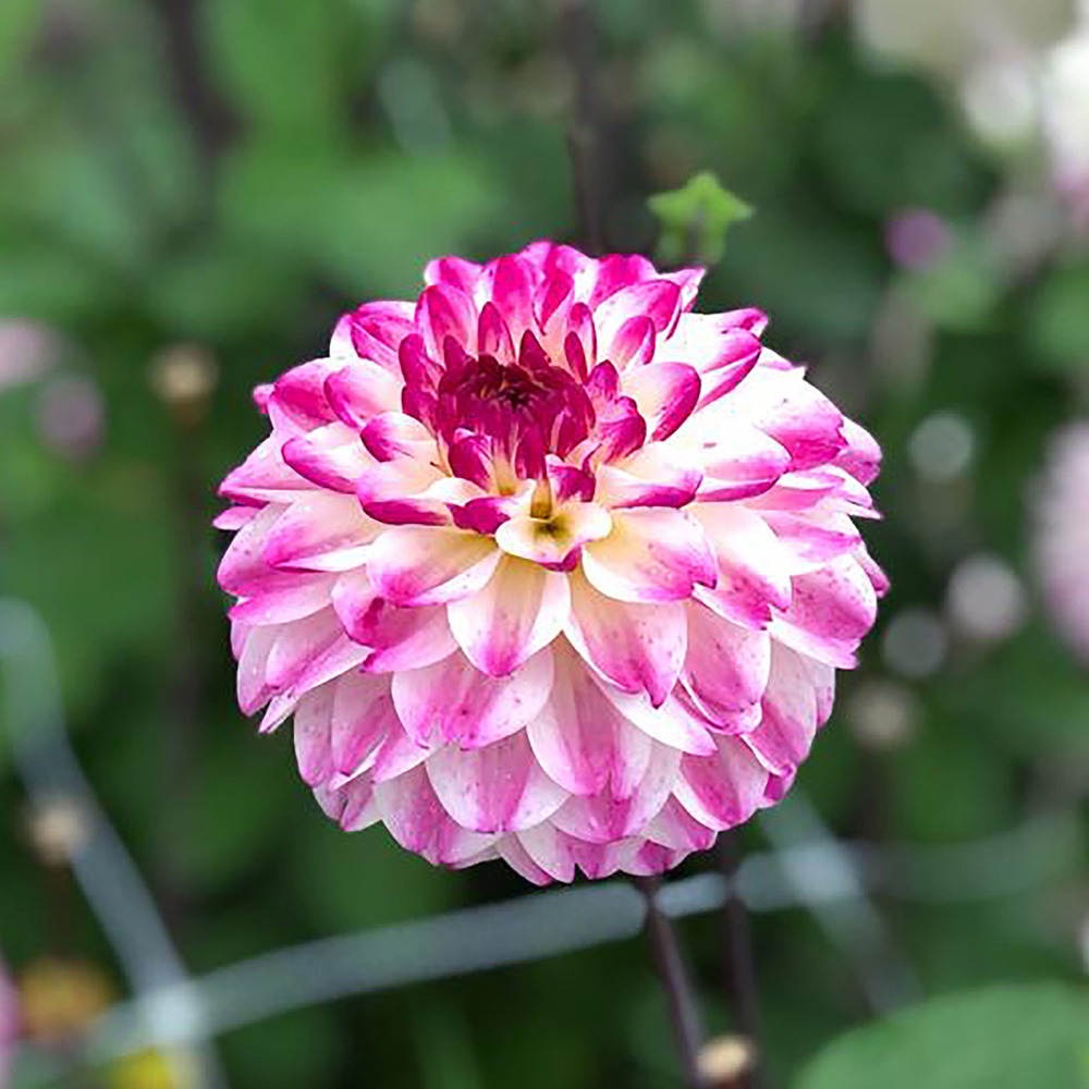 Dahlia 'ninna's choice' bulbe calibre i